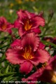 Hemerocallis Jazz Dance -H-.jpg