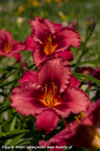 Hemerocallis Jazz Dance -H-.jpg