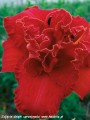 Hemerocallis Moses Fire-2-D.jpg