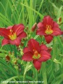 Hemerocallis Pardon Me-3-D.jpg