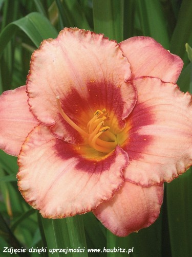 Hemerocallis Strawberry Candy-3-D.jpg