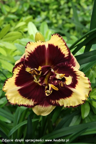 Hemerocallis Tiger Blood-2-D.jpg
