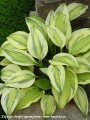 Hosta Captain's Adventure-2-D.jpg