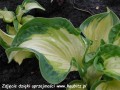 Hosta Golden Meadows-6-D.jpg