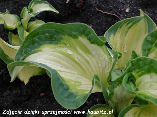 Hosta Golden Meadows-6-D.jpg