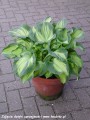 Hosta Golden Meadows-7-D-pot.jpg