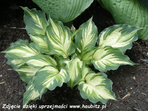 Hosta Lakeside Paisley Print-3-D.jpg