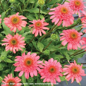 Jeżówka CARA MIA™ 'Seashell' K2