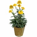 Echinacea-Delightful-Gold-3.jpg