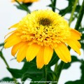 Echinacea-Delightful-Gold-4.jpg
