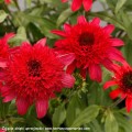 Echinacea-Delightful-Sangria-2.jpg