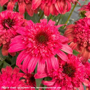 Jeżówka Delightful™ 'Garnet' K2