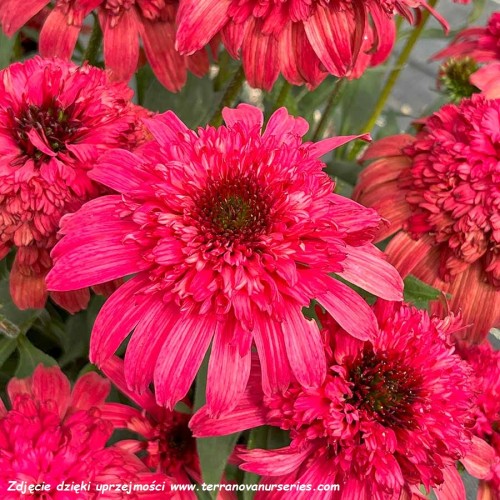 Echinacea-Delightful-Garnet-2.jpg