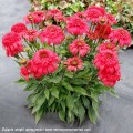 Echinacea-Delightful-Garnet-3.jpg