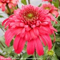 Echinacea-Delightful-Garnet-4.jpg