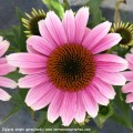 Echinacea-French-Tips-1.jpg