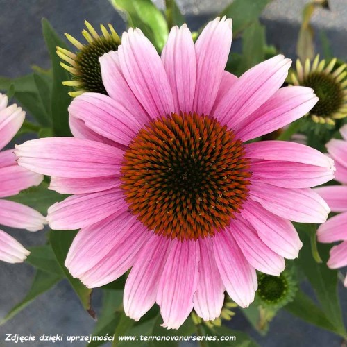Echinacea-French-Tips-1.jpg
