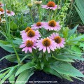 Echinacea-French-Tips-3.jpg