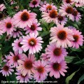 Echinacea-French-Tips-4.jpg