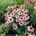 Echinacea-French-Tips-5.jpg