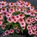 Echinacea-French-Tips-6.jpg