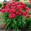 Echinacea-Fringe-Festival-1.jpg