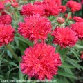 Echinacea-Fringe-Festival-2.jpg