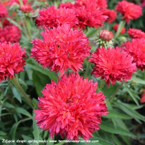 Echinacea-Fringe-Festival-2.jpg