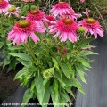 Echinacea-Sundial-Pink-1.jpg