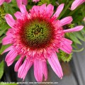 Echinacea-Sundial-Pink-2.jpg