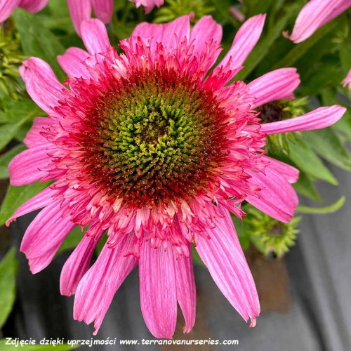 Echinacea-Sundial-Pink-2.jpg