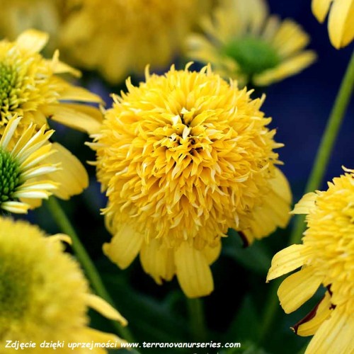 Echinacea-Sunny-Days-Lemon-2.jpg