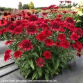 Echinacea-Sunny-Days-Ruby-3.jpg