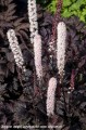 actaea-chocoholic.jpg