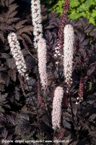 actaea-chocoholic.jpg