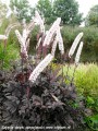 actaea-chocoholic2.jpg