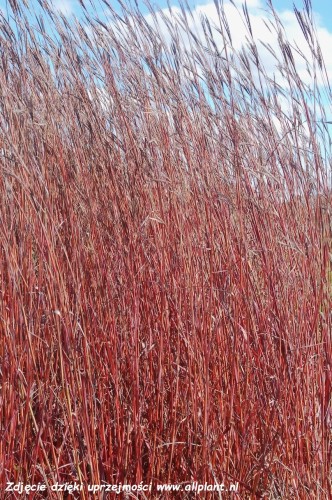 andropogon-red-october1.jpg