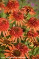 echinacea-irresistible1.jpg