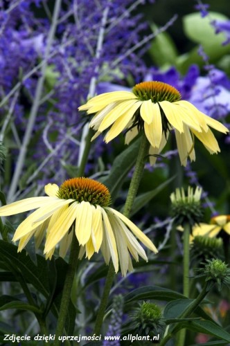 echinacea-sunrise1.jpg