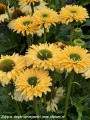 echinacea-sunseekers-limoncello1.jpg
