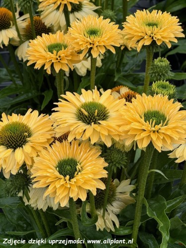 echinacea-sunseekers-limoncello1.jpg