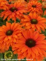 echinacea-sunseekers-mineola.jpg