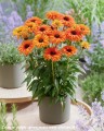 echinacea-sunseekers-mineola2.jpg