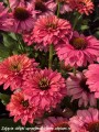 echinacea-sunseekers-pink-grapefruit1.jpg
