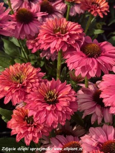 Jeżówka SunSeekers™ 'Pink Grapefruit' (multipetals) K2
