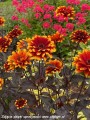 heliopsis-bonfire-sunset1.jpg