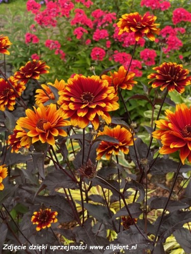 heliopsis-bonfire-sunset1.jpg