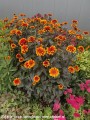 heliopsis-bonfire-sunset2.jpg