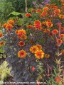 heliopsis-bonfire-sunset3.jpg