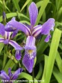 iris-versicolor-purple-flame1.jpg